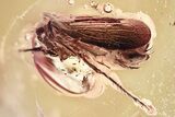 Detailed Fossil Froghopper (Cercopoidea) In Baltic Amber - Rare! #362685-1